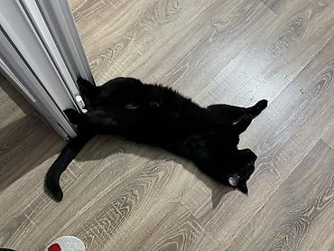 Отдам даром кошку: 3 года, Мальчик, Кастрирована, Метис, Приучена к лотку — 4