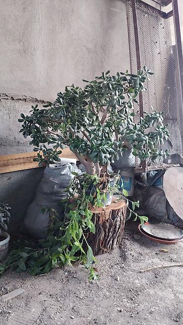 Бөлмө өсүмдүктөрү: Крупное комнатное растение — денежное дерево (Crassula ovata — 1