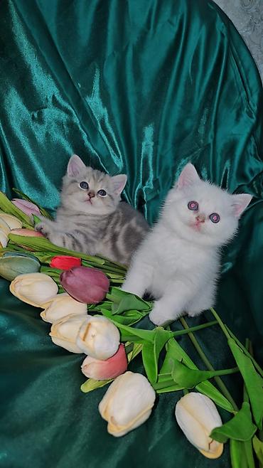 Кошки: Британская, Самец, Самка, В добрые руки, Платная доставка, Доставка в районы, Самовывоз — 4