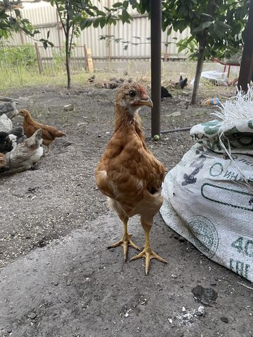 курица халал: Продаю | Цыплята