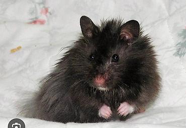 Хомяки: Клетки для хомяков с комплектующими. Варианты: - Клетка с — 6