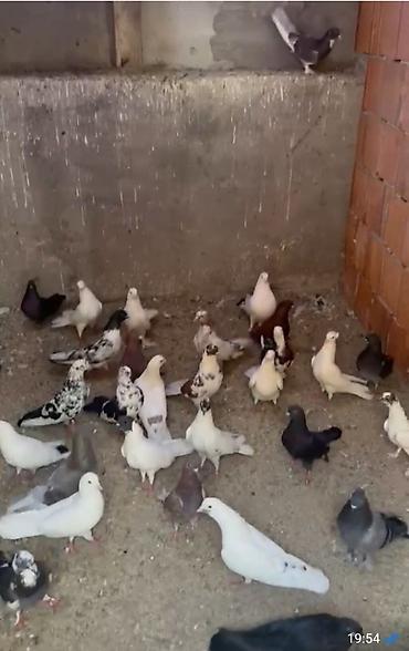 goyercin novleri: Salam quşdar novxanıdadı 70 dənə tutulma 4m — 1