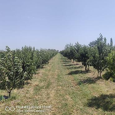 berde kiraye evler: 270 sot, Kənd təsərrüfatı, Mülkiyyətçi, Kupça (Çıxarış) — 8