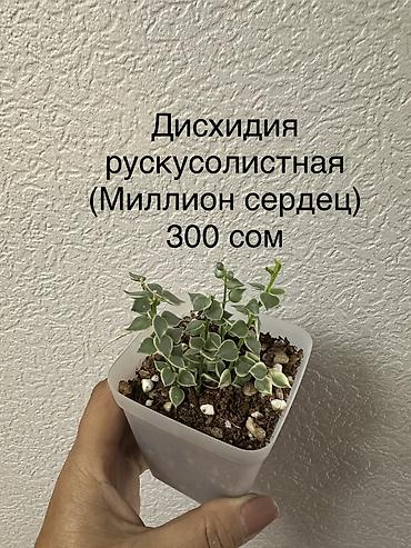 Бөлмө өсүмдүктөрү: Укорененные черенки/отростки. Адрес 8 мкр — 7
