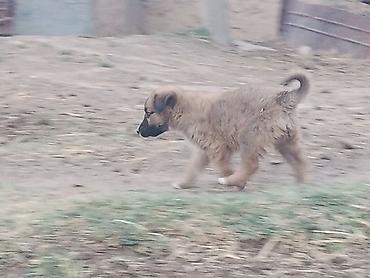 служба захоронения домашних животных: Собака даром: Алабай, 2 месяца, Самец, С прививкой — 2