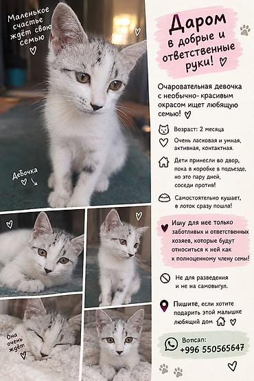 Кошка даром: Беспородная, 2 месяца, Девочка, Приучена к лотку