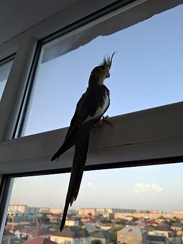 pidbul balasi: Salam. 3 ayliq ter temiz karella balasi. oz qusumun balasidi. tam — 1