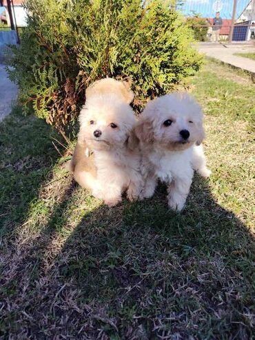 Psi: Bišon pudla štenci Štenci bi-pu, kombinacija bišon-pudla, stari 2 — 3