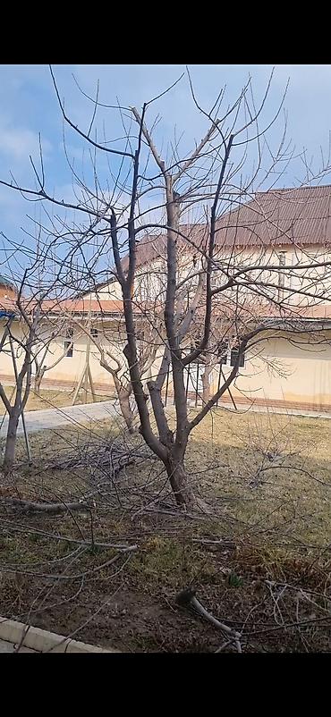 обработка деревьев: Осенняя обрезка и обработка плодовых деревьев,кустарников, винограда — 4