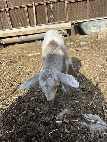 husky balası: Südlük keçi balası ilə birlikdə - Cins: ağ rəngli süd tipi keçi - — 2