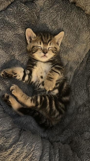 Продажа кошек: Можно забронировать котят😻😽♥️ Возраст 2 месяца🥰 еще сосут мамку — 5