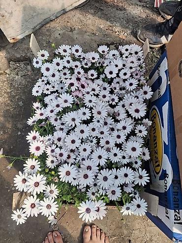 Другие садовые цветы и кустарники: Только оптом.По штучно не звонить.Рассада однолетних цветов для клумб — 3