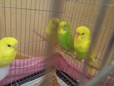 Tutuquşları: Çex tutuquşu balaları satılır 2 aylıqdırlar 3-ü birlikdə 56 manat — 13