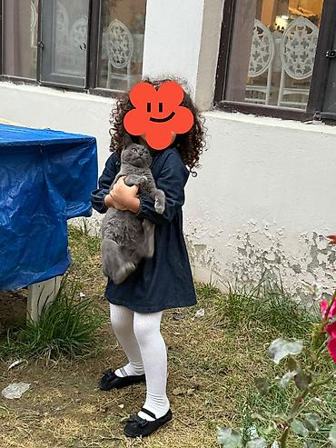 mini toy pudel: Britan, Erkək, Yaxşı əllərə — 2