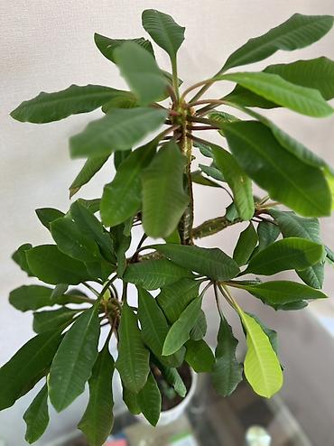 Молочаи: Молочай гребенчатый (Euphorbia leuconeura), комнатное суккулентное — 2