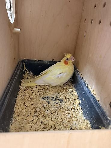 it ucun yuva: Nymph paraketləri (Cockatiel) – sarı və boz rəng variantları - Növ — 2