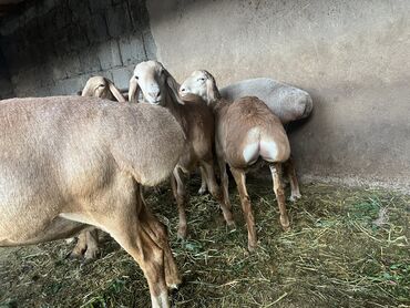 на ферме есть куры козлы и коровы: Продаю | Овца (самка), Ягненок, Баран (самец) | Арашан | Для разведения | Матка