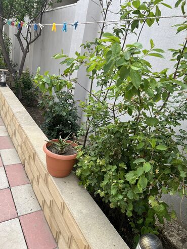 Uzunmüddətli kirayə evlər: 78 kv. m, 3 otaqlı, İşıq, Kanalizasiya, Kombi -da lalafo.az — 23 Uzunmüddətli kirayə evlər: 78 kv. m, 3 otaqlı, İşıq, Kanalizasiya, Kombi — 23