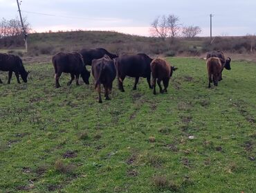 Camış: Məhsul: Su camışı sürüsü boğaz çatmışlar. 9 heyvan 6 ana camis . 3 — 11