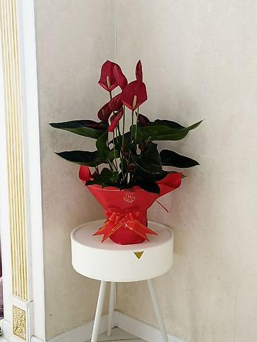 Комнатные растения: Антуриум (кызыл) 📏 Бийиктиги: 70 см 💰 Баасы: 1500 сом 🎁 Белекке эң — 1