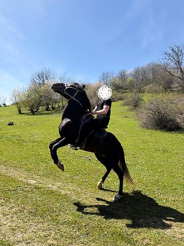 bakida cins ineklerin satisi: 9 yasi var, caparaqdi, hecbir pis xasiyyeti yoxdur, saglam atdir — 5