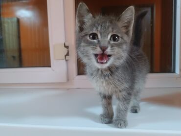 Продажа кошек: Продаю пародистая Катенька