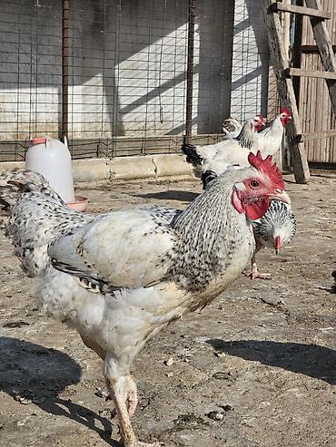 poni at satilir: Slibris xoruzlar 30 a yaxın xoruzdu — 2