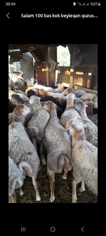 İtlər: Quzu, Erkək, ay: 5, 40 kq, Ətlik, Ünvandan götürmə