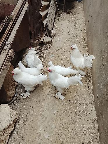 donuz heyvan: 4 xoruz 2 fərə Sultan Toyuqlari satilir 4 aylıqdi — 1