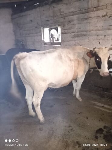 животные корова: Продаю | Корова (самка) | Для молока