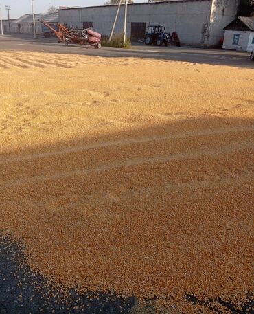 пластик бакалашка: Кукуруза зерно, желтая, очищенная от кочанов - Тип: кукурузное зерно