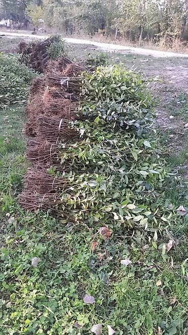 Самшит: Саженцы бирючины (Ligustrum) для живых изгородей - Кустарник с — 4