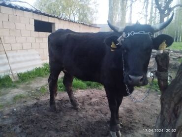 быки ленинское: Продаю | Корова (самка) | На забой