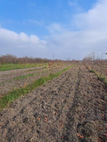 Torpaq sahələrinin satışı: Quba-Xaçmaz ərazisindədir Asvalt yola 5km yaxınlıqda 6 illik karmen — 7