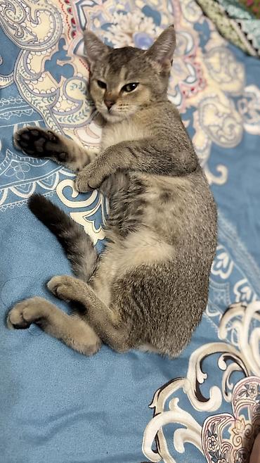 Животные: 3 месяца, Девочка, Приучена к лотку — 4