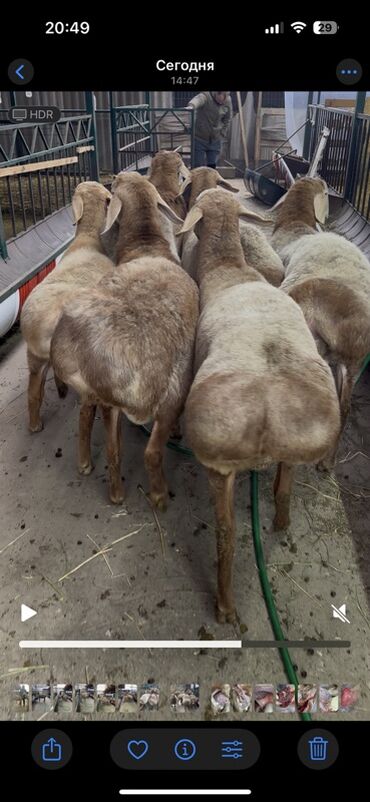 Бараны, овцы: Продаю | Ягненок, Баран (самец) | Арашан | Для разведения | Племенные at lalafo.kg — 4 Бараны, овцы: Продаю | Ягненок, Баран (самец) | Арашан | Для разведения | Племенные — 4