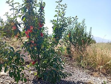 черный принц фикус: 🌳. Продаю #Сад #үлүш жер) #бак дача) общая площадь 3гектар — 6