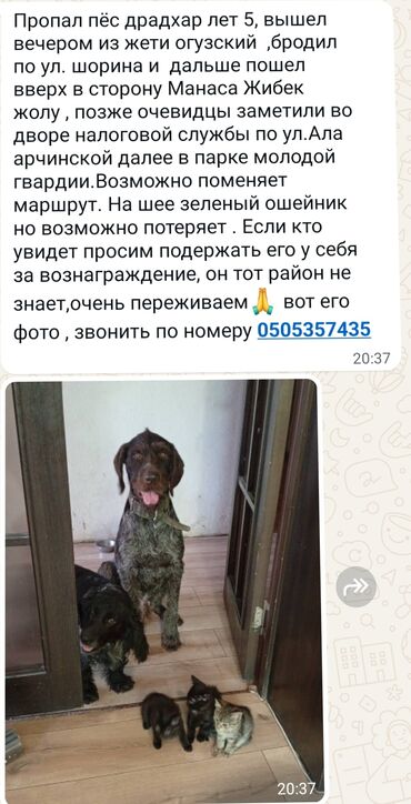 декоративные собаки: Собака даром: Дратхаар, 5 лет, Самец