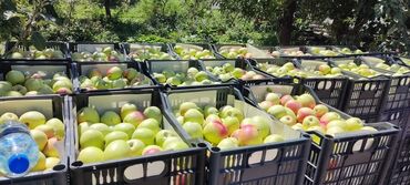 Сельхоз предприятия: Продаю Ферма КРС, 330 соток, Действующий, С оборудованием, Холодная вода, Электричество — 16