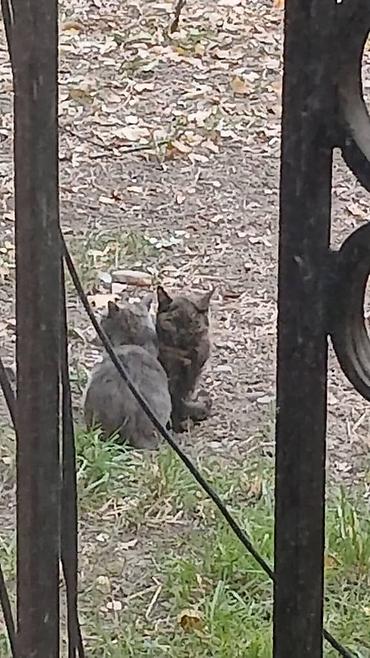 ветеринарный: Ищут дом два котёнка из одного помёта. Котята неразлучные, живут — 6