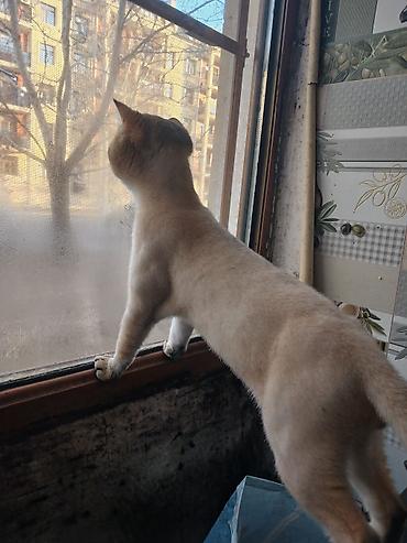 Pişiklər: Britan, Cütləşmə üçün — 6