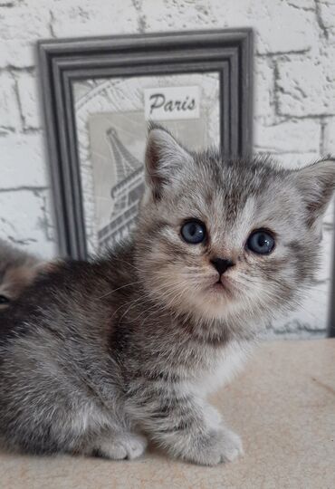 котята г ош: Продаются чистокровные котята,по доступной цене.Дата рождения 9 мая