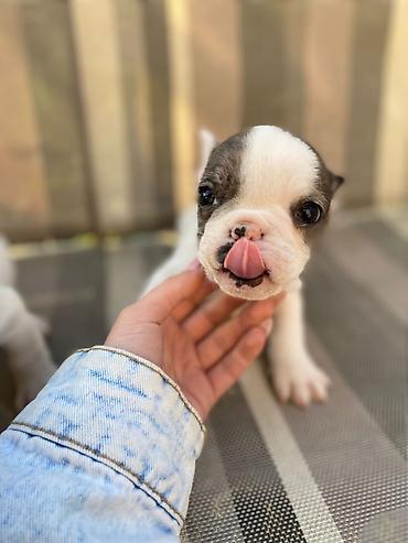 Psi: 🔥 TOP FRANCUSKI BULDOG ŠTENCI 🔥 Na prodaju vrhunski štenci francuskog — 6