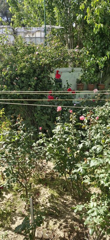 Həyət evləri və villaların satışı: 3 otaqlı, 95 kv. m, Kredit yoxdur, Yeni təmirli -da lalafo.az — 7 Həyət evləri və villaların satışı: 3 otaqlı, 95 kv. m, Kredit yoxdur, Yeni təmirli — 7