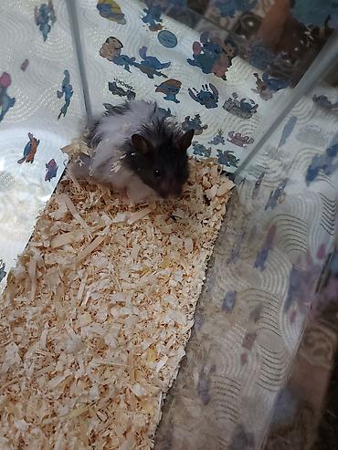 Uzaq tüklü, iki rəngli (qara-ağ) hamster - Növ: dekorativ hamster lalafo.az -da Uzaq tüklü, iki rəngli (qara-ağ) hamster - Növ: dekorativ hamster