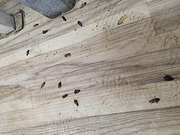 Дезинфекция, дезинсекция: Дезинфекция, дезинсекция, | Клопы, Блохи, Тараканы, | Транспорт, Офисы, Квартиры — 4