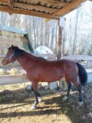 домик для кот: Сатам | Байтал | Аргын | Көбөйтүү үчүн, Жумушка, Ат спорту | Жасалма жол менен боозутуу