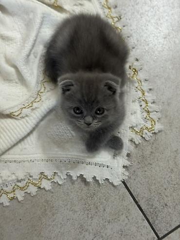 chi su: Шотландский вислоухий котёнок (Scottish Fold), окрас голубой (серый) — 1