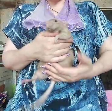 Крысы: Питомник крыс Rat Haus Love . Предлагает пару молодых крыс . Мальчик — 17