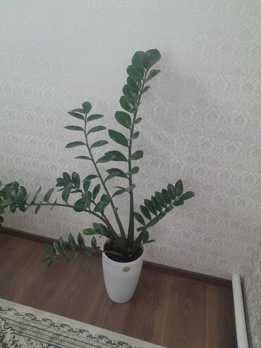 Фикусы: Коллекция комнатных растений в кашпо: - Фикус эластика — 6